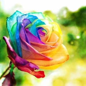 Meet your Posher, Alesha